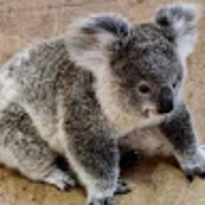 Meet your Posher, Zion